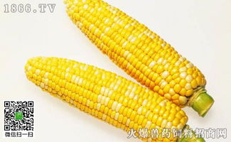 5月2日：玉米价格上涨！